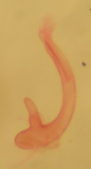 Stenoptilia coloradensis