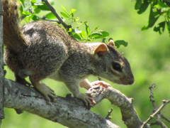 Notocitellus annulatus