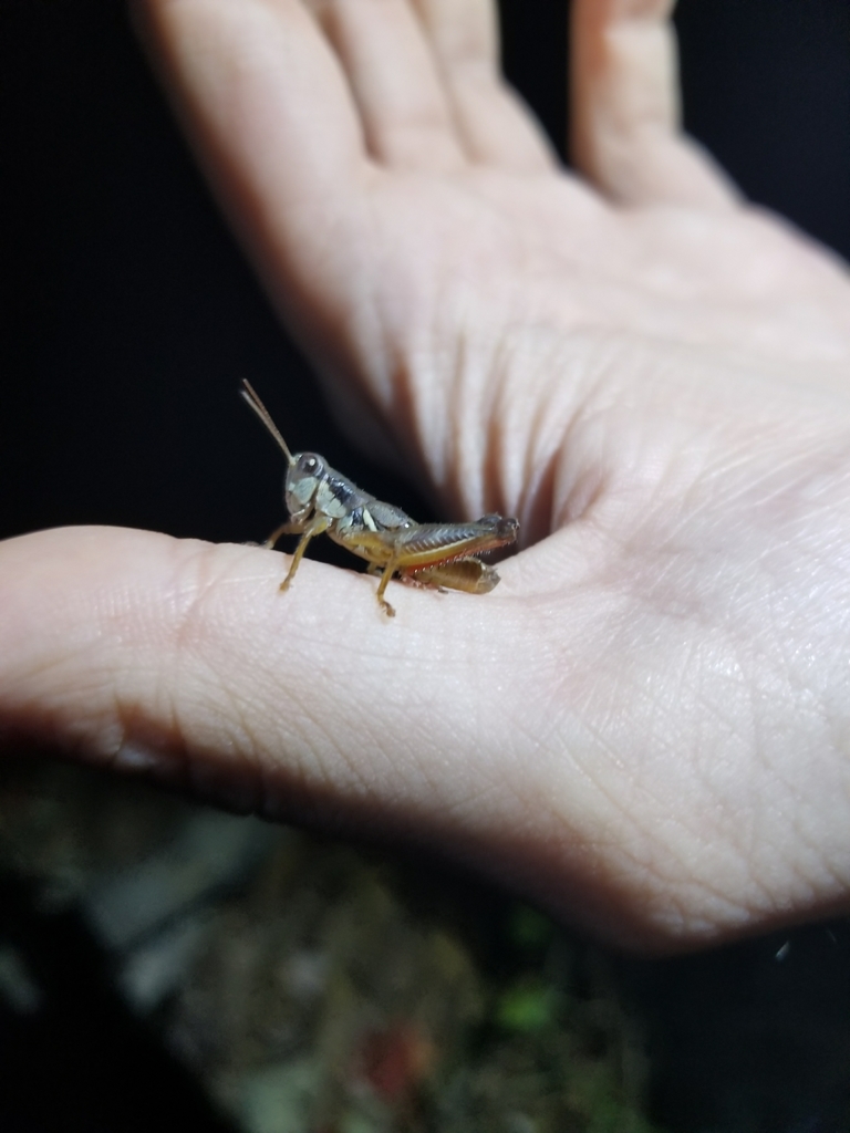 Sylvan Short-wing Grasshopper