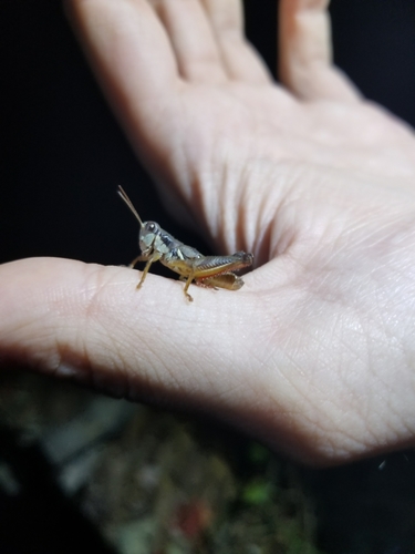 Sylvan Short-wing Grasshopper