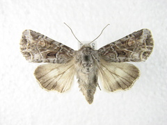 Trichordestra liquida