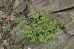 Scrophularia olympica