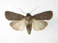 Spaelotis bicava