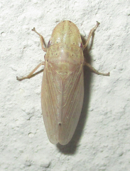 Glossocratus