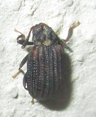 Paragonocnemis