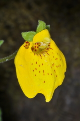 Calceolaria crenatiflora