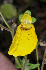 Calceolaria crenatiflora