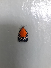 Pseudatteria splendens