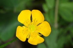 Ranunculus peduncularis