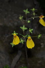 Calceolaria crenatiflora