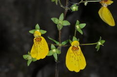 Calceolaria crenatiflora