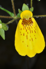 Calceolaria crenatiflora