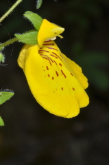 Calceolaria crenatiflora