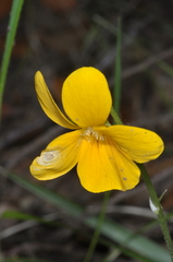 Viola maculata