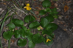 Viola maculata