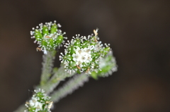 Adenocaulon chilense