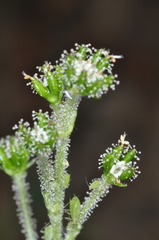 Adenocaulon chilense