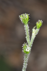 Adenocaulon chilense