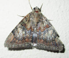 Achaea catella