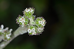 Adenocaulon chilense