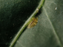 Lichtensia viburni