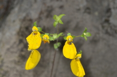 Calceolaria crenatiflora