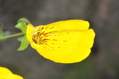 Calceolaria crenatiflora