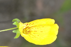 Calceolaria crenatiflora