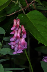 Vicia nigricans