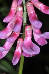 Vicia nigricans