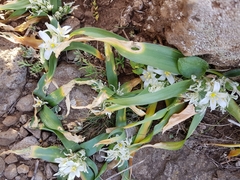 Ornithogalum lanceolatum