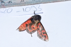 Edebessa bicolor