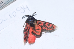 Edebessa bicolor