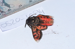 Edebessa bicolor