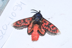 Edebessa bicolor