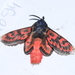 Edebessa bicolor - Photo (c) ombeline_sculfort, algunos derechos reservados (CC BY-NC-ND), subido por ombeline_sculfort