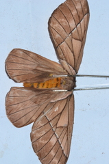 Pseudodirphia agis