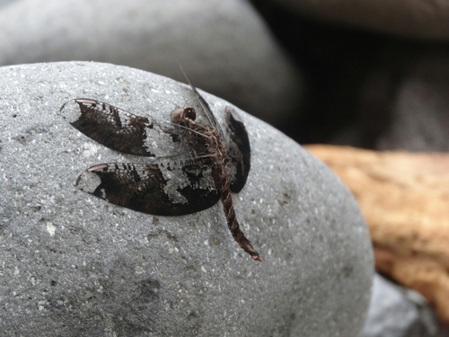 Pseudoleon superbus