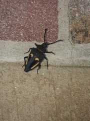 Calocomus desmarestii