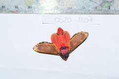 Edebessa purens