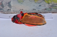 Edebessa purens