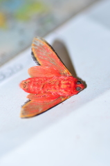 Edebessa purens