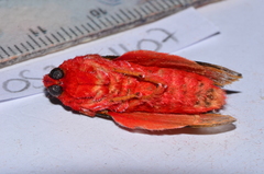 Edebessa purens