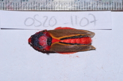 Edebessa purens