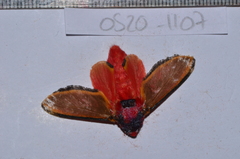 Edebessa purens