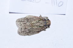 Flatolystra distincta