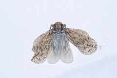 Flatolystra distincta