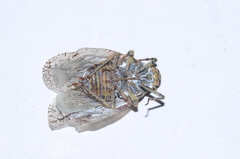 Flatolystra distincta