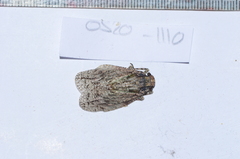 Flatolystra distincta