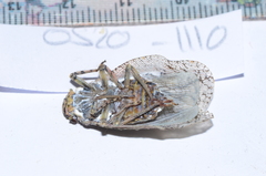 Flatolystra distincta